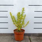 Vtáčí zob vajcolistý (Ligustrum Ovalifolium) ´AUREUM´ - výška 20-30 cm, kont. C2L